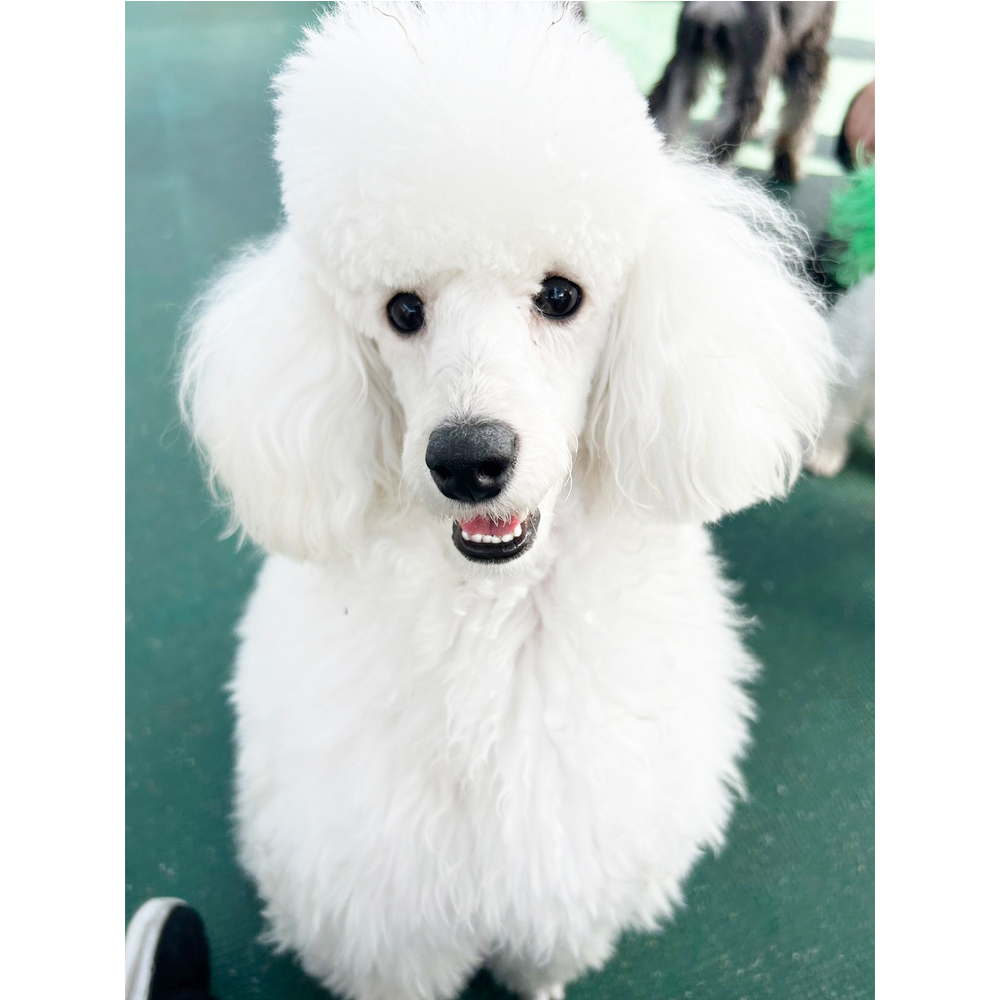 生徒が撮影したモデル犬！ＰＡＲＴ②